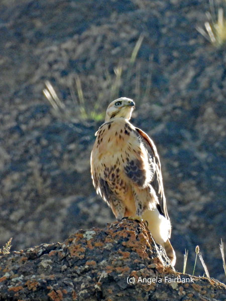 oriental honey buzzard