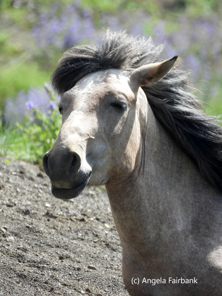 grey horse