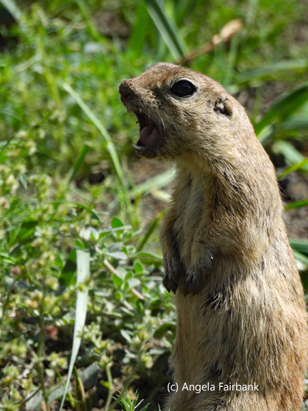 whistling ground squirrel