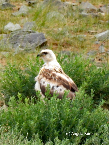 long-legged buzzard