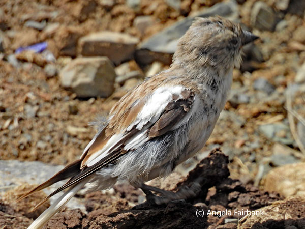 unidentified bird