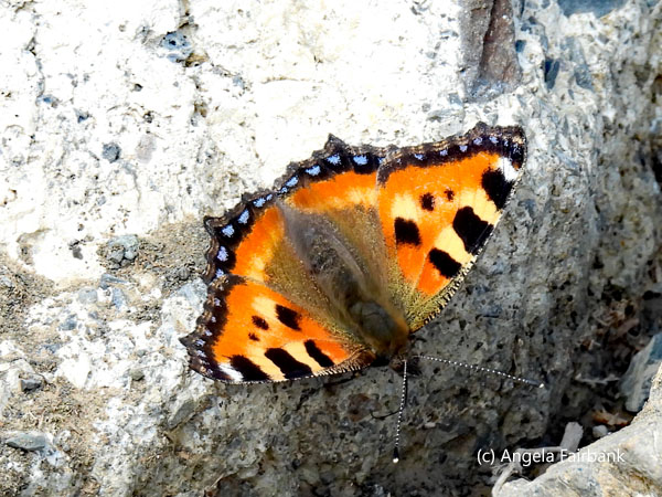 tortoiseshell butterfly
