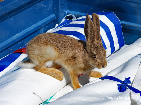rabbit