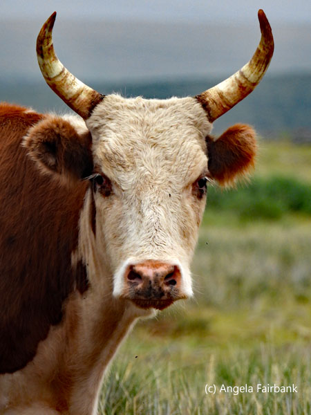 bull