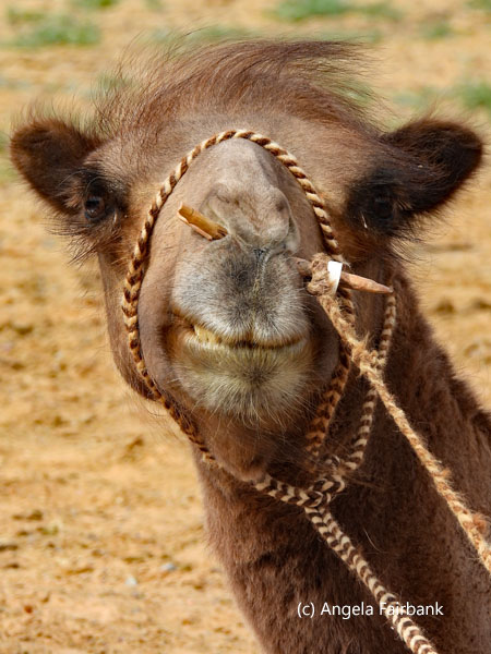 camel ready to ride 2