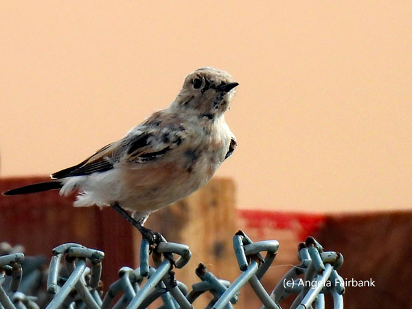 unidentified bird 2