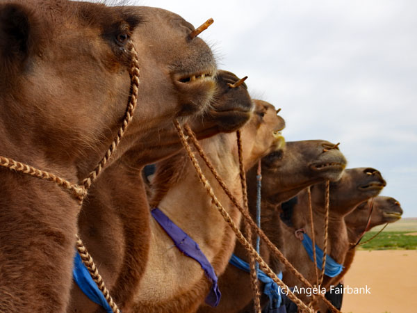 line of 6 camels