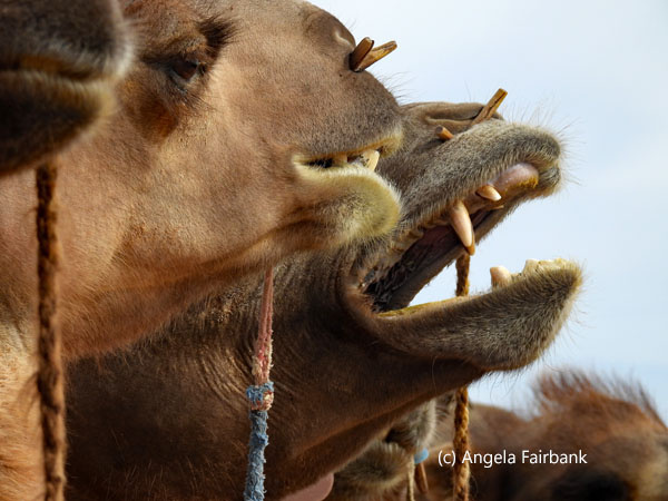line of 3 camels 1