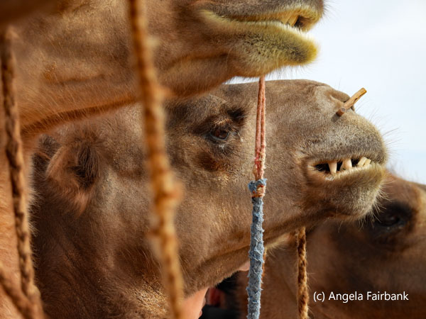 line of 3 camels 2