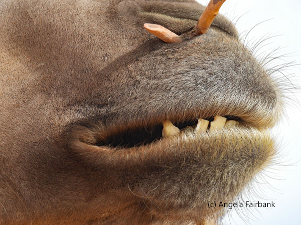 camel mouth close up