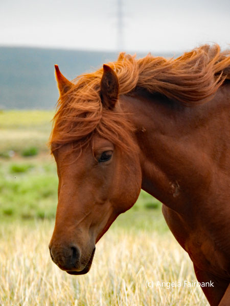 horse with cool mane