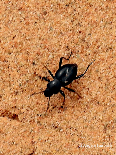 beetle on dune
