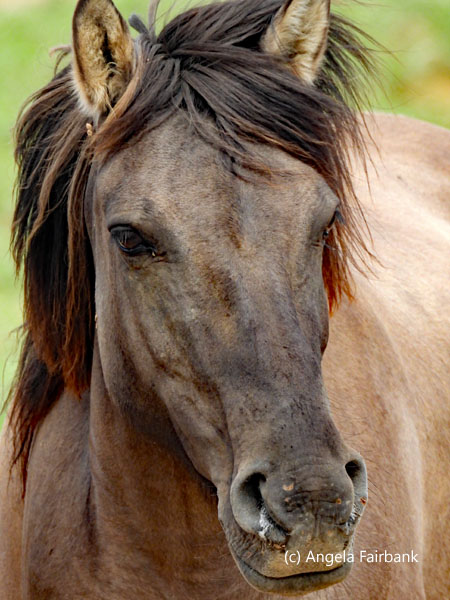 horse looking right
