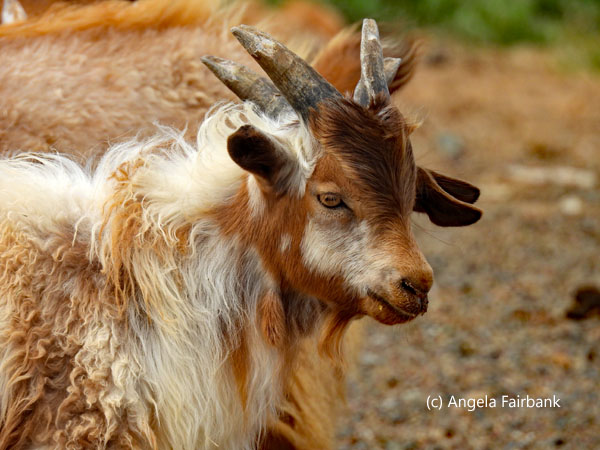 brown and white goat 