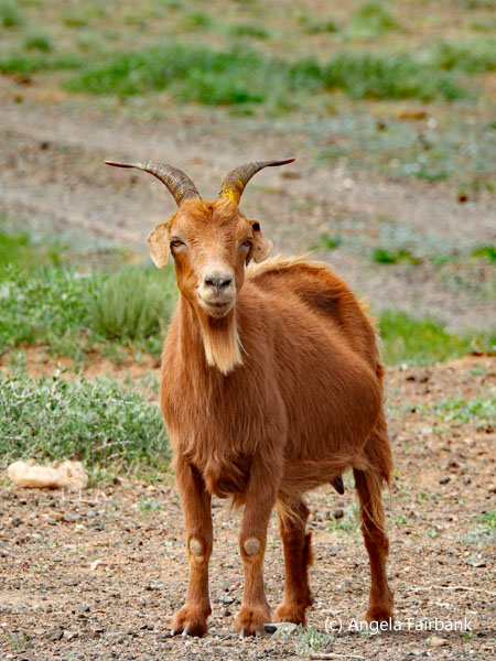 brown goat