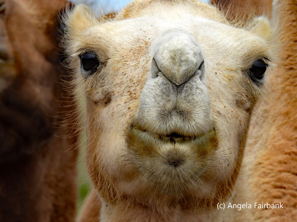 white camel face