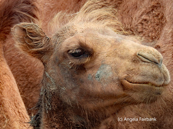 camel looking right