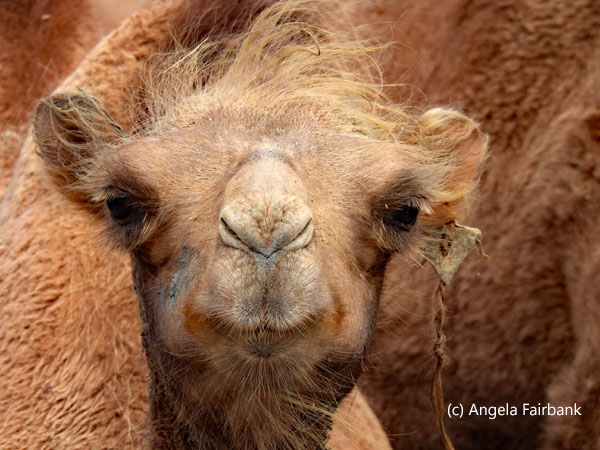 camel face 2