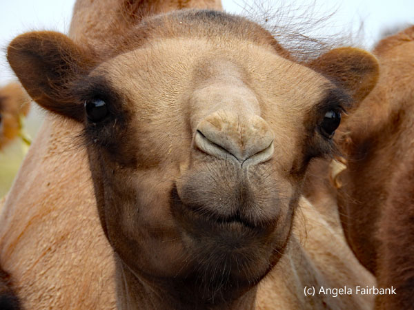 camel face 3