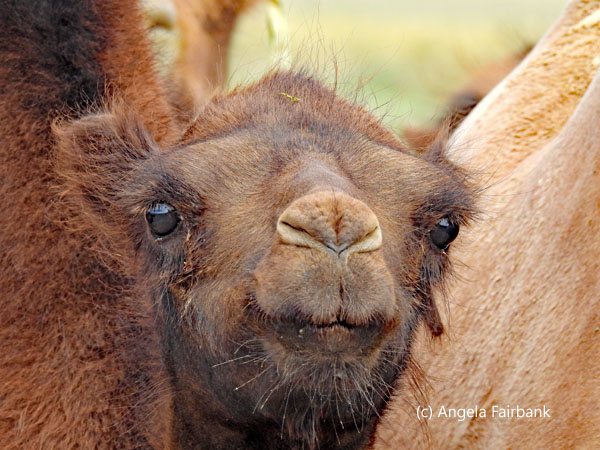 camel face 4