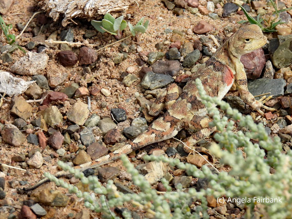 Tuva Toad-headed Agama
