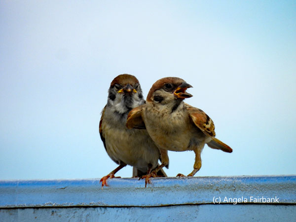 saxual sparrow couple