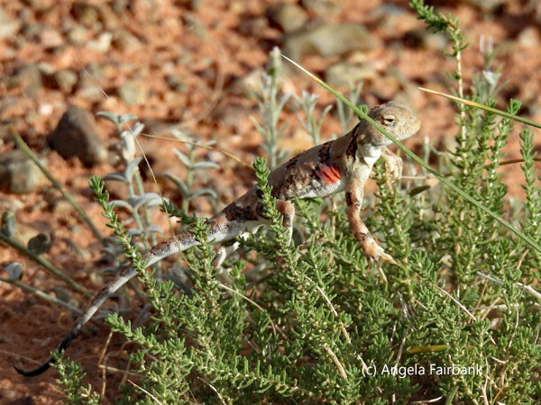Tuva Toad-headed Agama