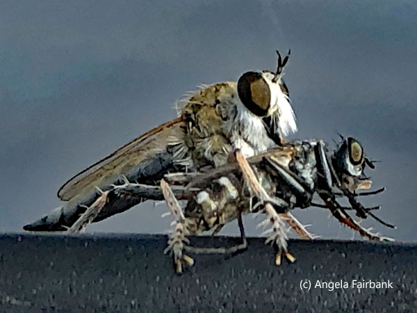 two insects on windshield wiper