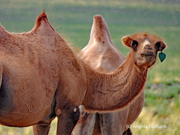 camels with green ear tags 1