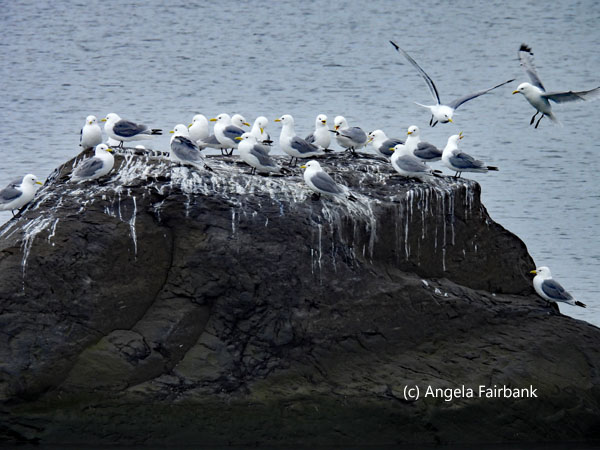 kittiwakes on rock 1