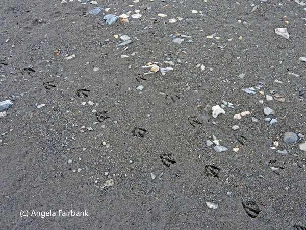 duck and wader prints in sand
