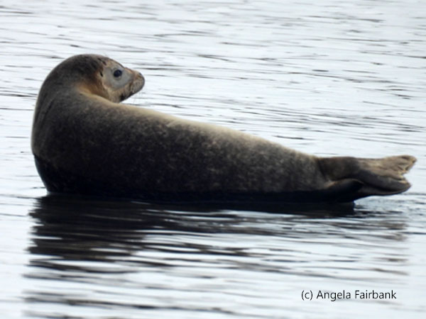 seal 1