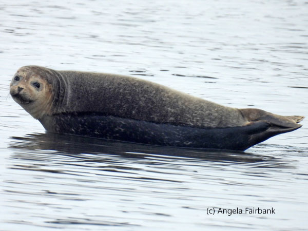 seal 2
