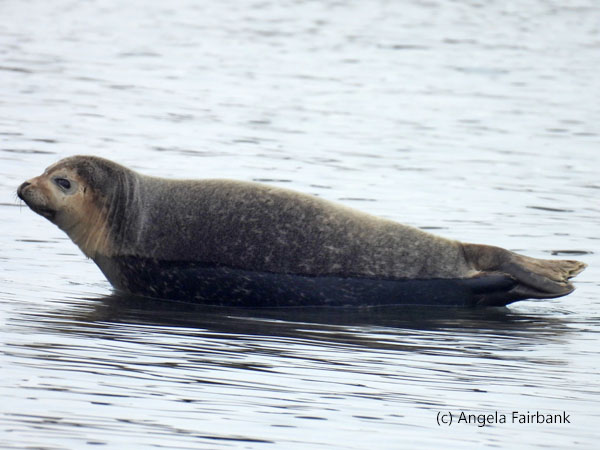 seal 3