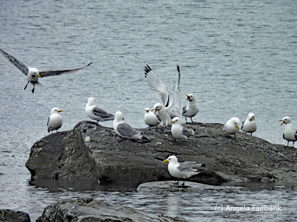 kittiwakes on rock 2