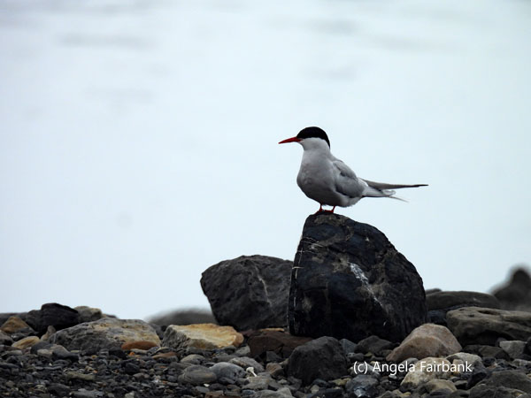 arctic tern on rock