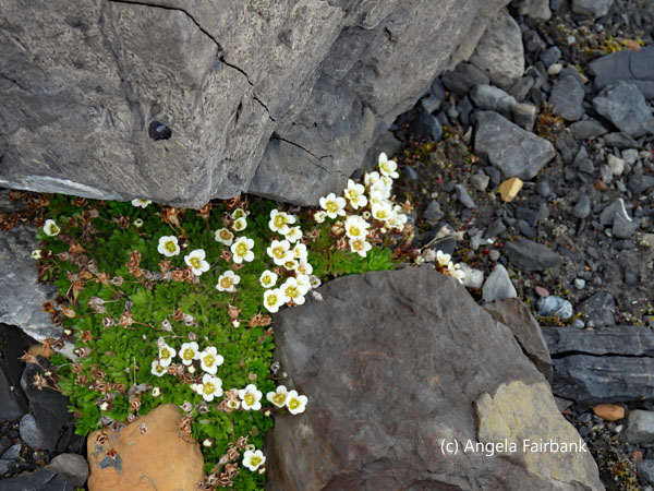 white saxifrage under rocks