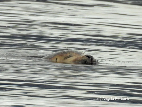 seal head in water