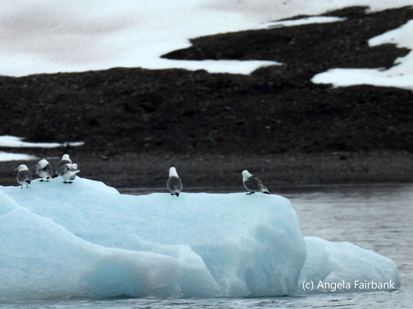 kittiwakes on iceberg