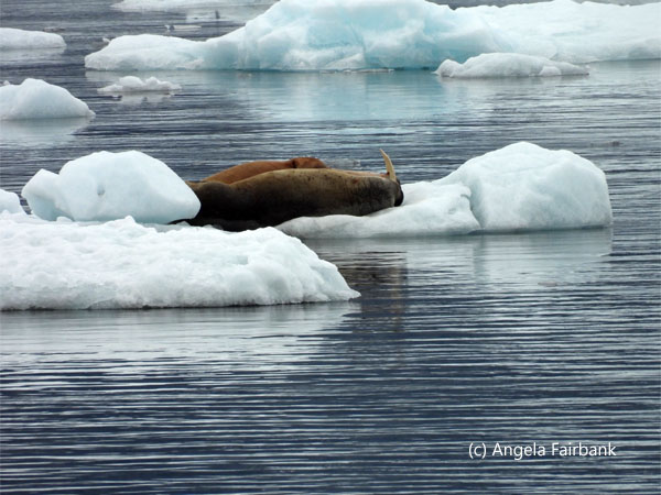 2 walruses on iceberg