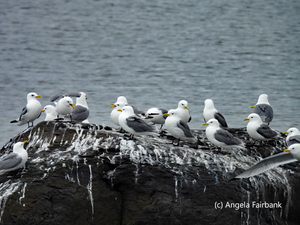 kittiwakes on rock 3