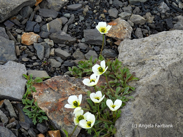 white poppies 1