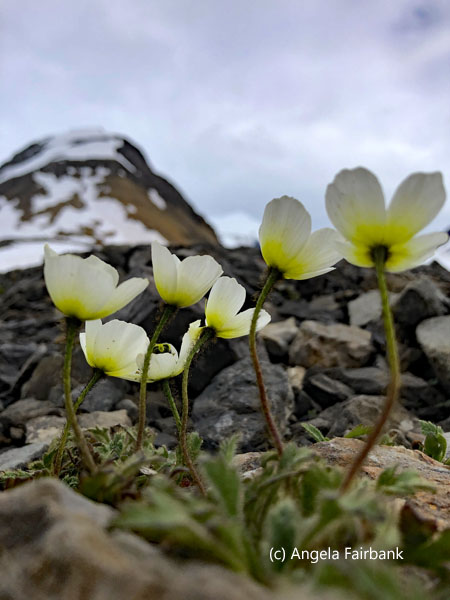 white poppies 2