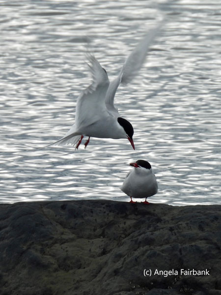 arctic tern couple