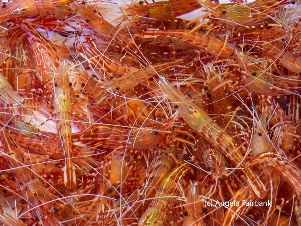 fresh shrimp