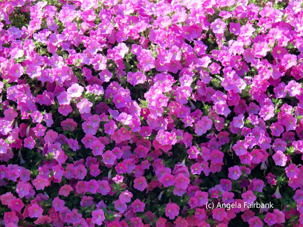 purple flowers