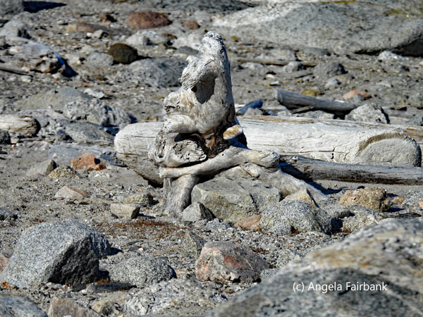 driftwood 1