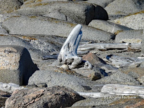 driftwood 2