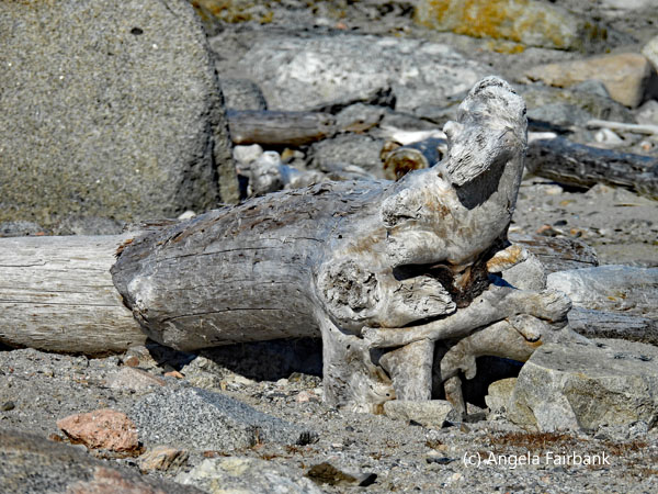 driftwood 3