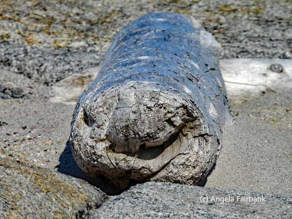 driftwood 4